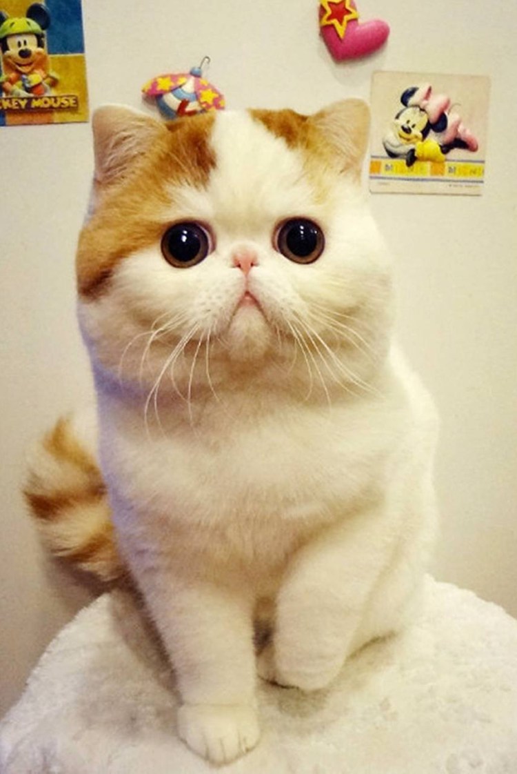 Экзот Снупи