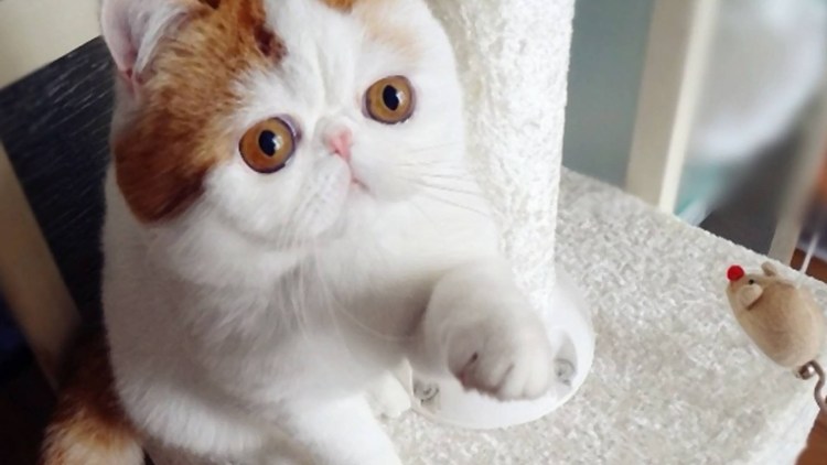 Кот Снупи грустный