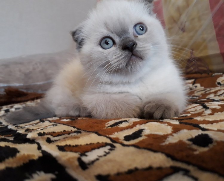 Блю поинт шотландский вислоухий