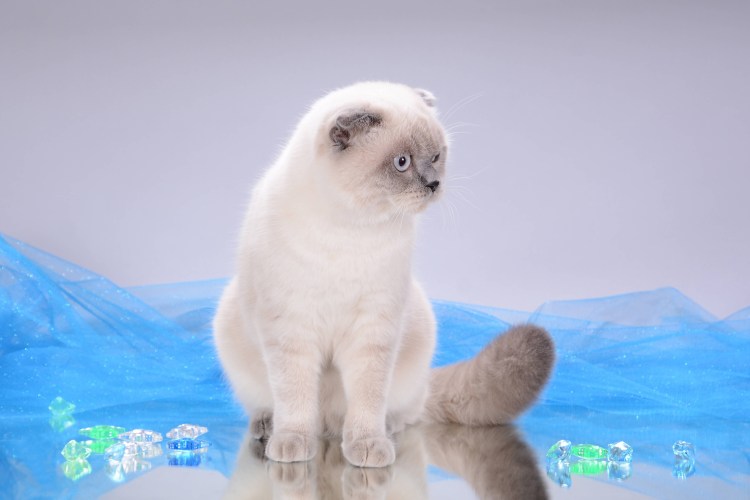 Британские котята Блю поинт