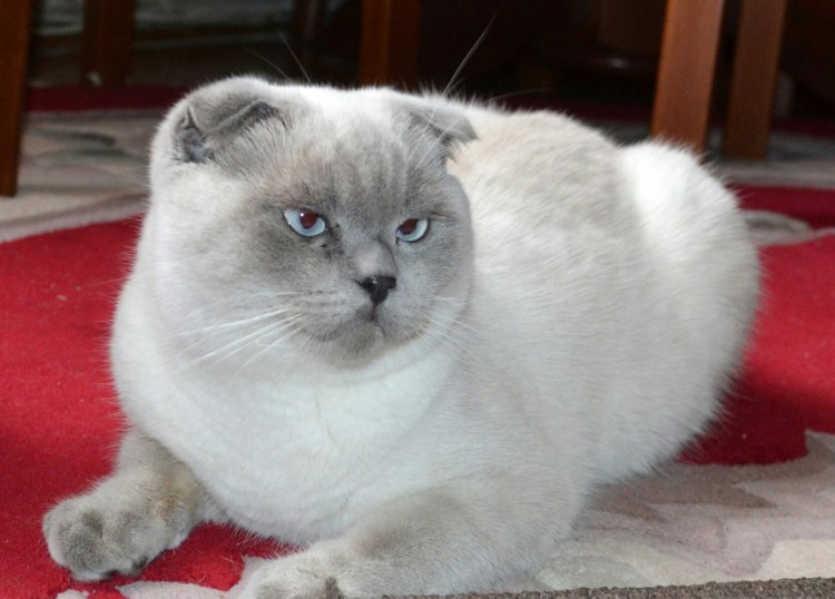 Британский кот Блю Пойнт