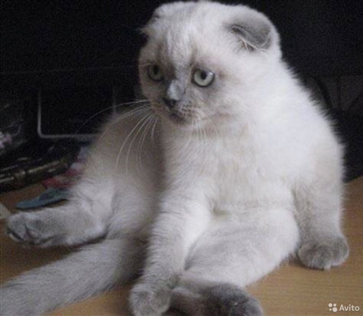 Блю поинт шотландский вислоухий