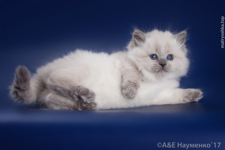 Сиамский скоттиш фолд