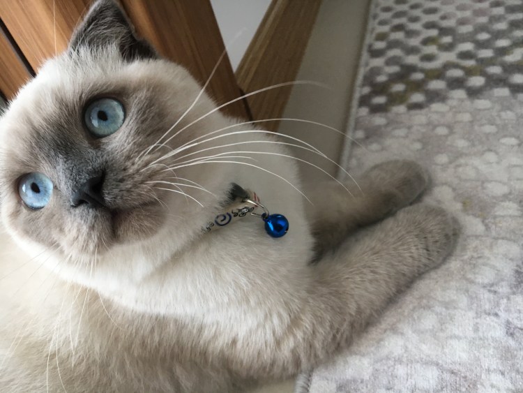 Британская кошка колорпоинт