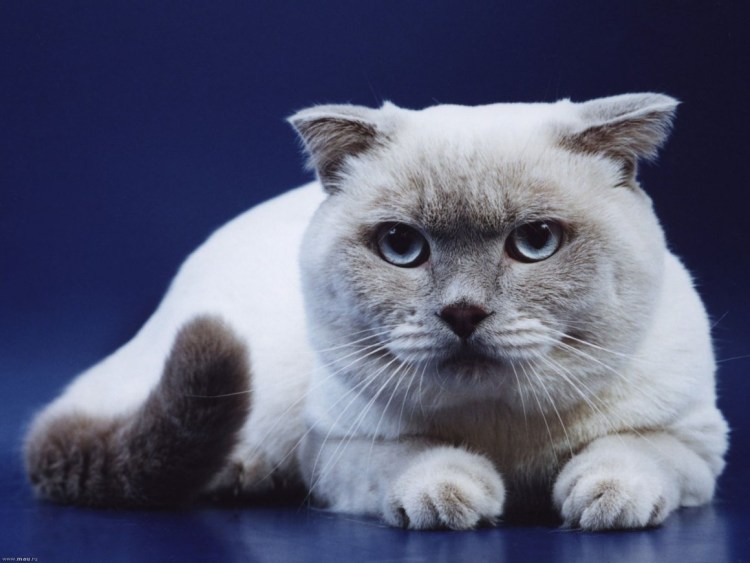 Блю Пойнт а33 Шотландская