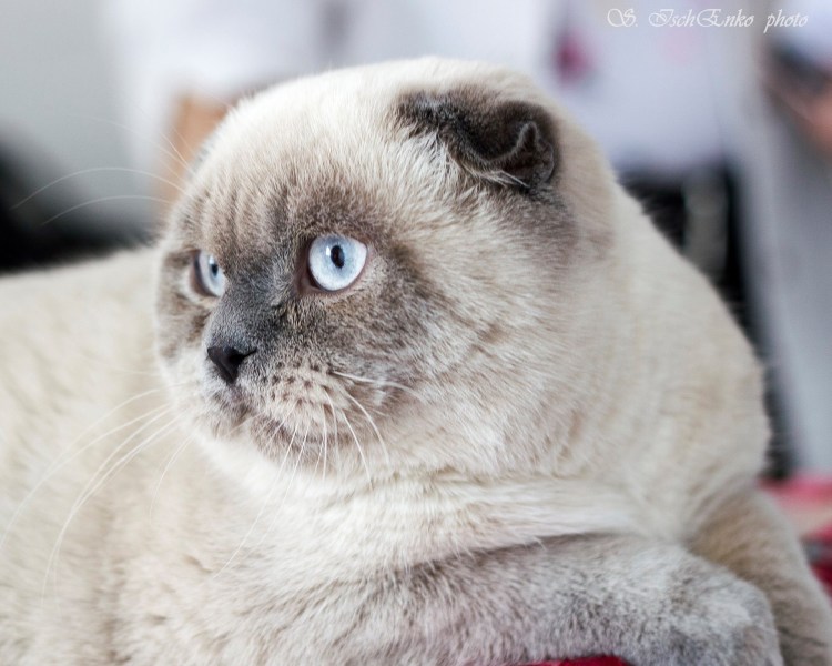 Шотландский скоттиш-фолд колор-Пойнт