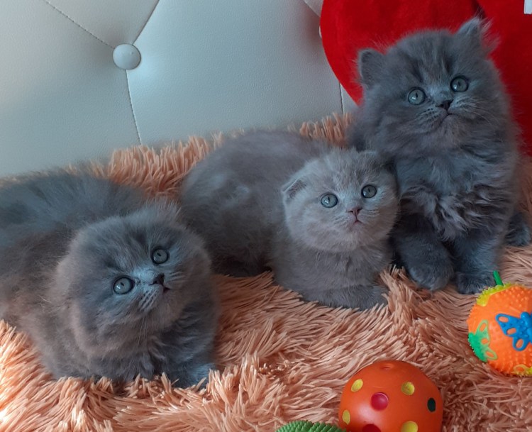 Картинки для фона кошки