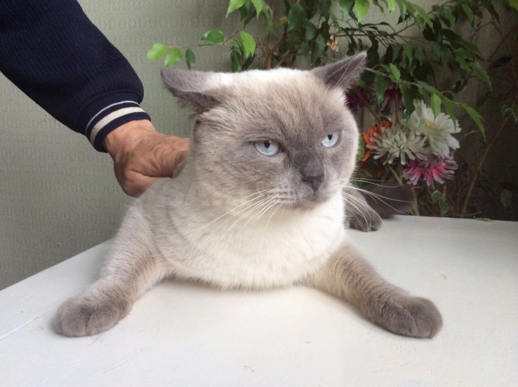 Шотландская вислоухая фолд колор Пойнт