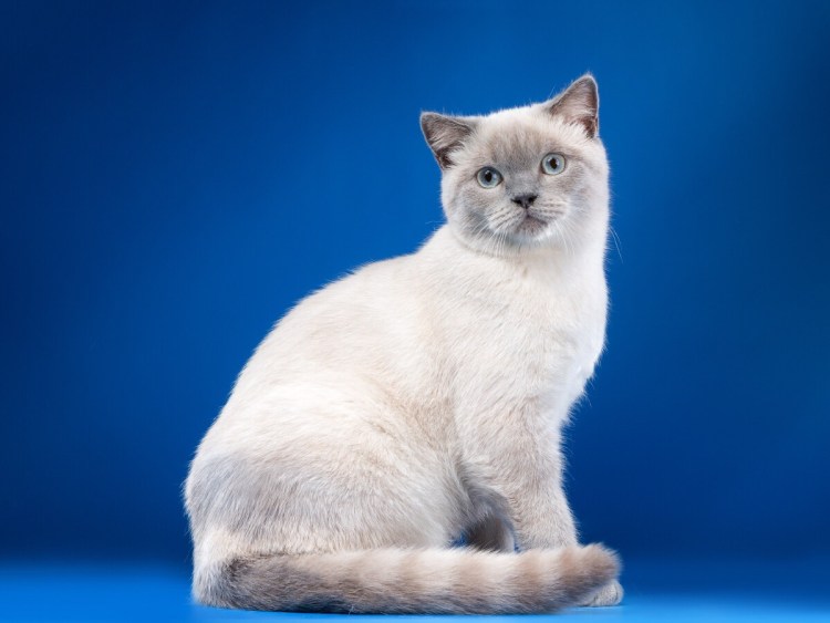 Котята скоттиш фолд Блю поинт