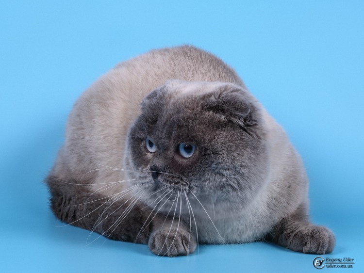 Шотландский кот Блю поинт для вязки