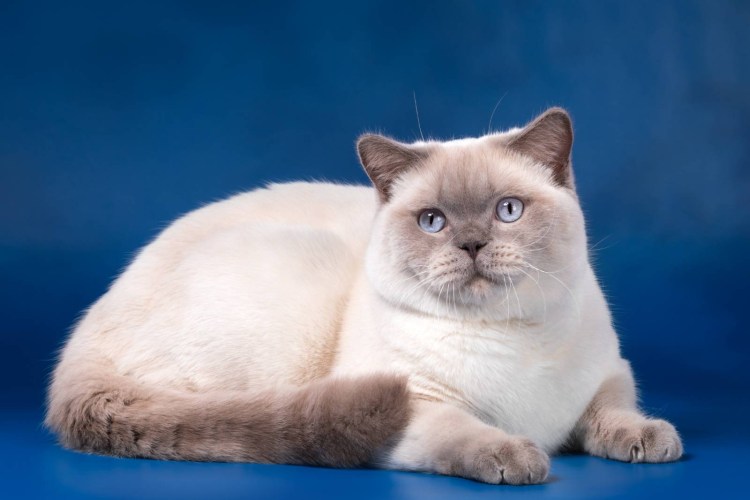 Кот шотландский короткошёрстный вислоухий Блю-поинт