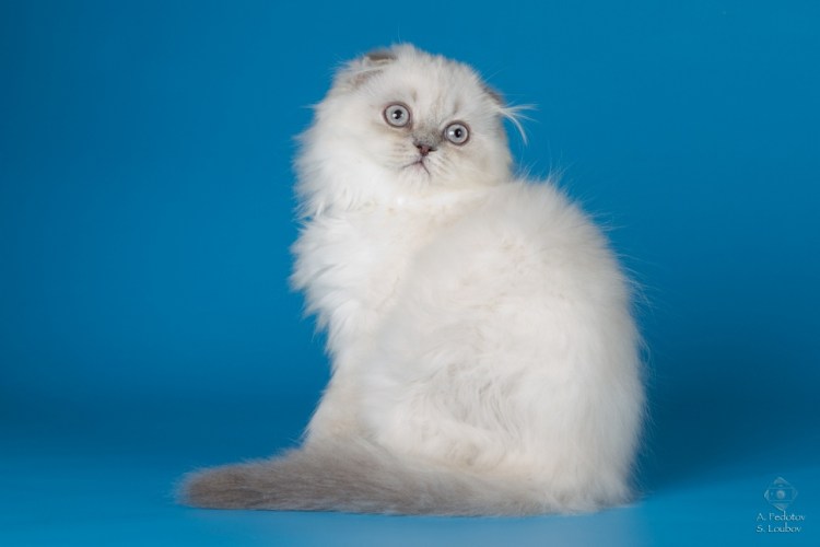 Сиамский скоттиш фолд