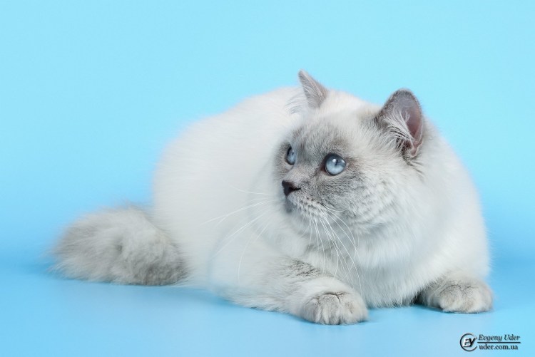 Шотландские котята Блю поинт