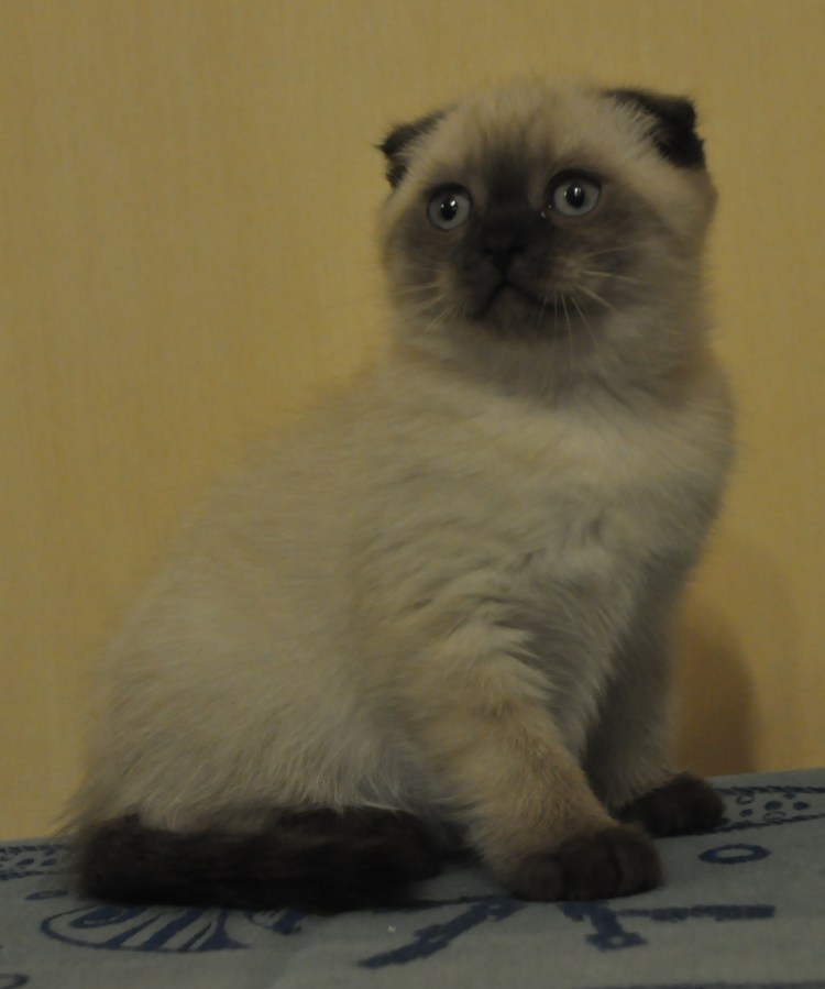 Кошки колор-Пойнт британцы