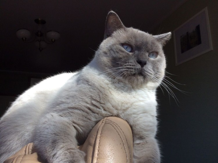 Колор Пойнт короткошерстный