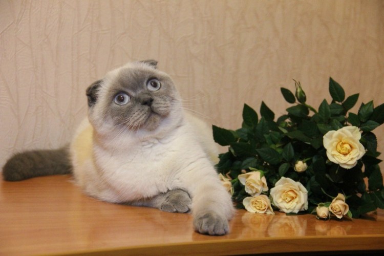 Шотландская вислоухая кошка Блю Пойнт