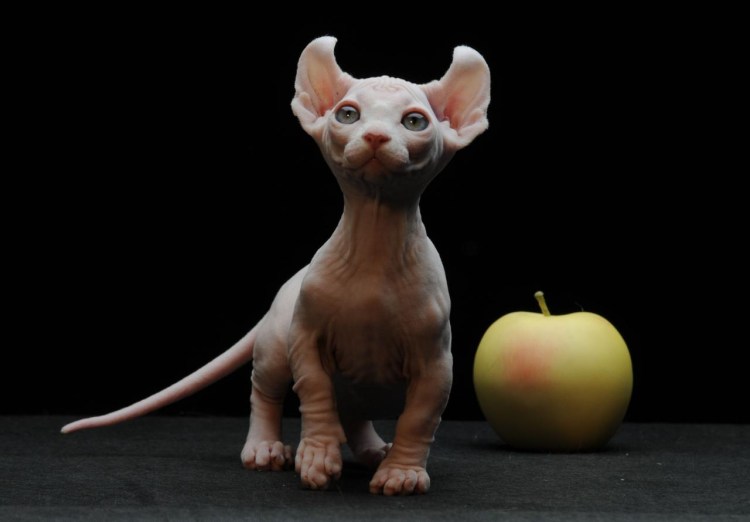 Сфинкс порода кошек Эльф