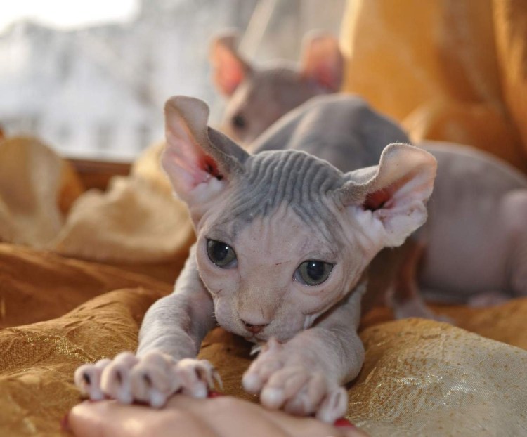 Канадский сфинкс Двэльф