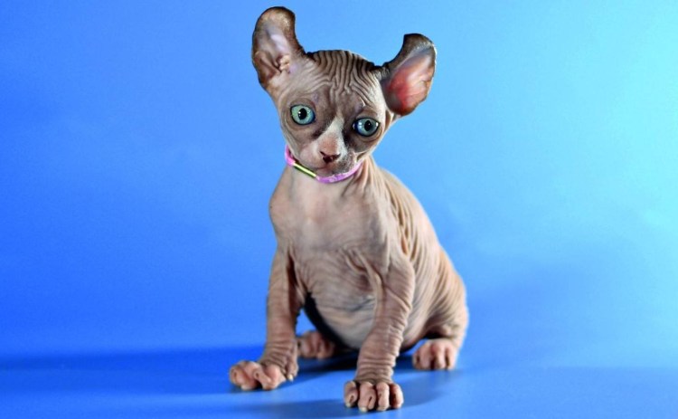 Сфинкс керл