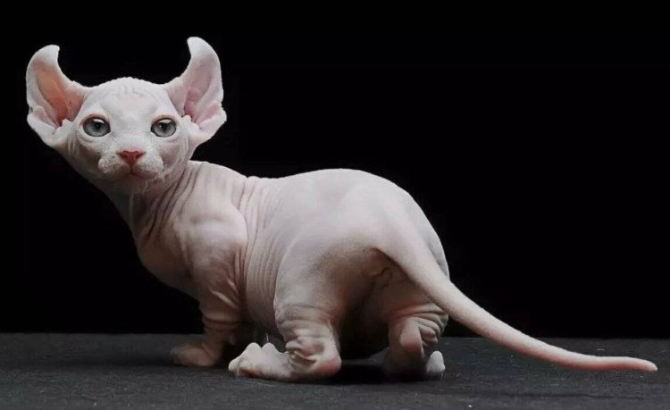 Канадский сфинкс Двэльф