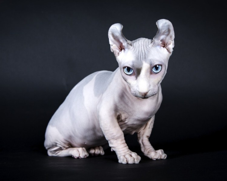 Сфинкс Эльф Бамбино