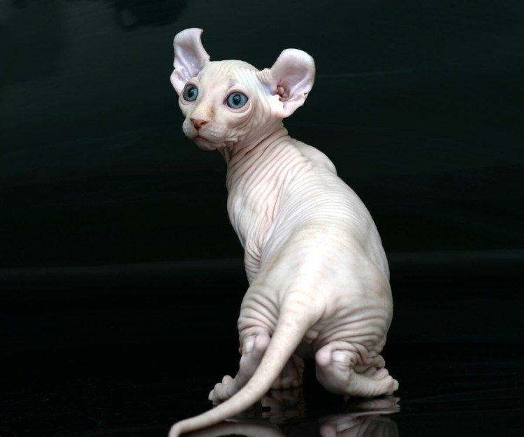 Двэльф порода