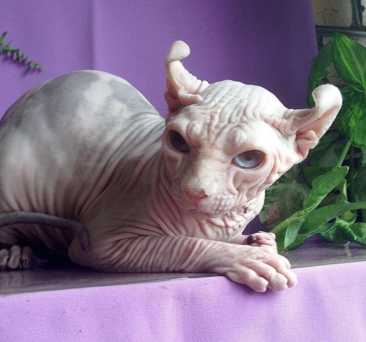 Канадский сфинкс Бамбино