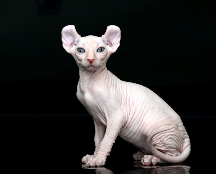 Канадский сфинкс Эльф