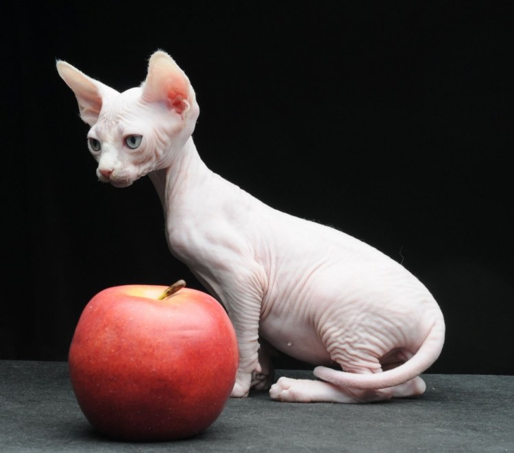 Двельф канадский сфинкс