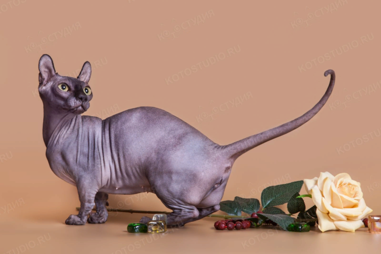 Канадский сфинкс Двэльф