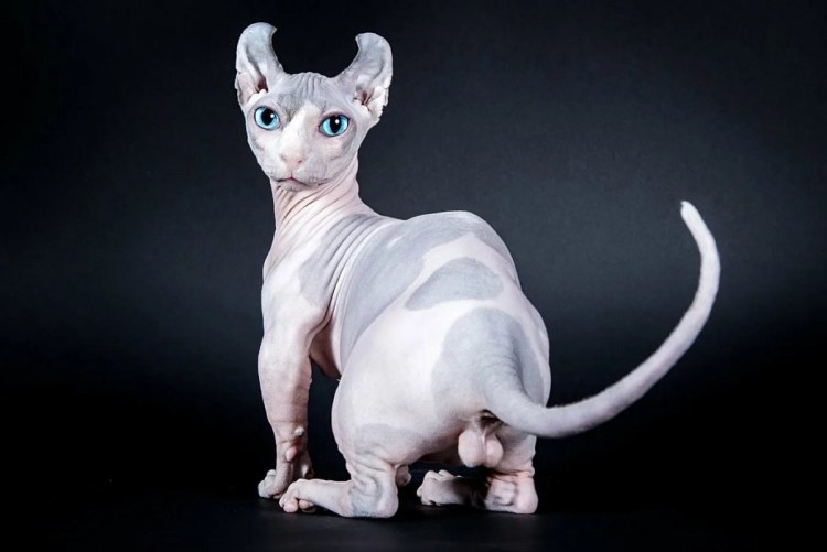 Двэльф порода кошек