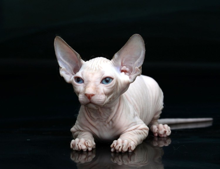 Сфинкс Эльф котенок