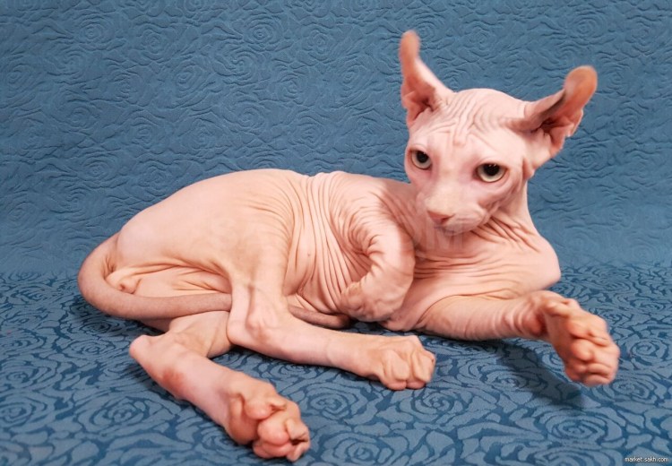 Канадский сфинкс Эльф