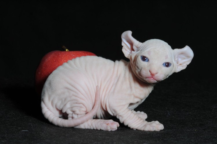 Донской сфинкс Эльф фото