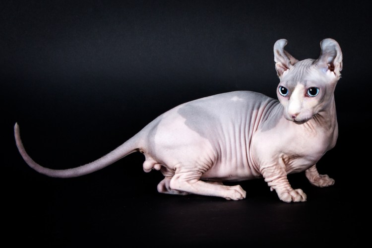 Донской сфинкс Эльф