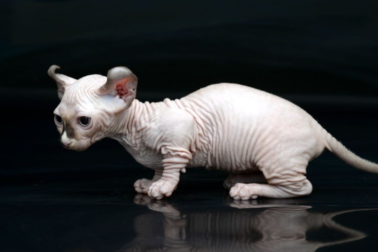 Кот породы Двэльф