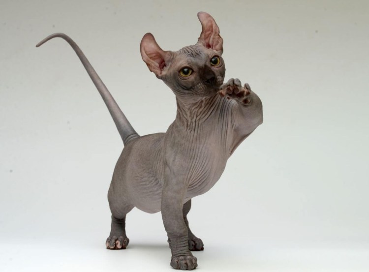 Двэльф порода