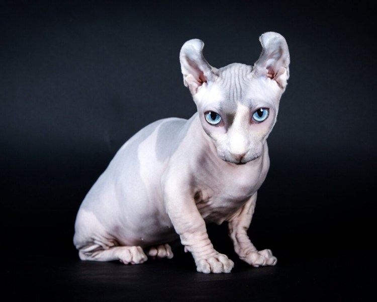 Сфинкс Бамбино Двэльф