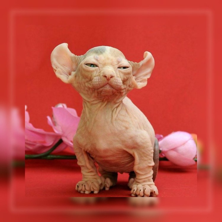 Кошка сфинкс Двэльф