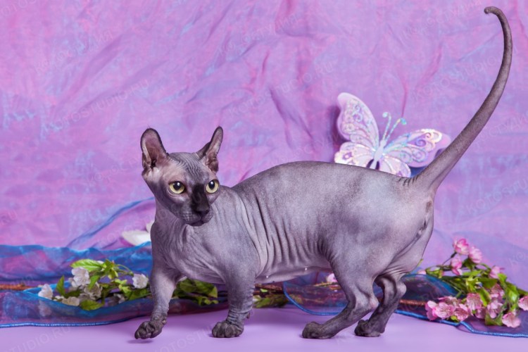 Канадский сфинкс Двэльф