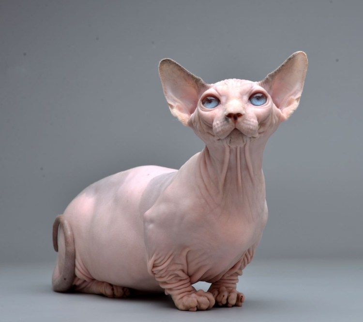 Сфинкс Эльф окрас Калико