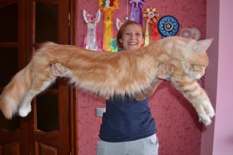 Кот Мейн кун с человеком