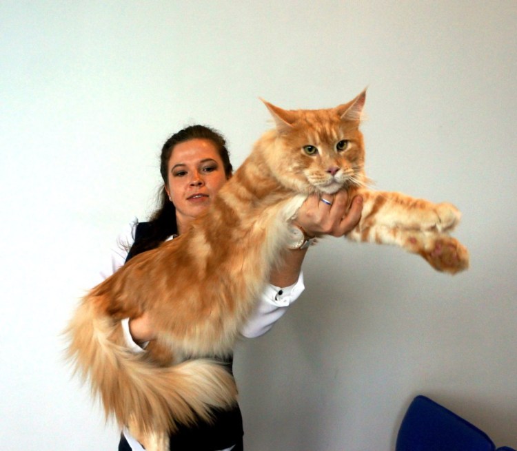 Кот Мейн кун