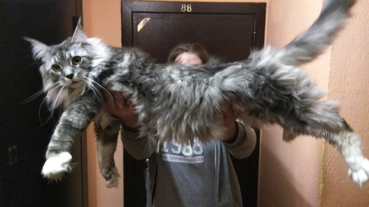 Мейн кун на руках