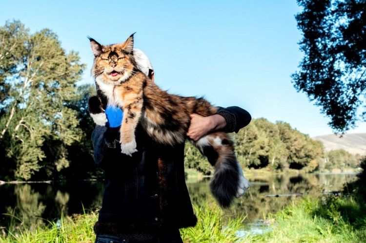 Big domesticated Cat USA