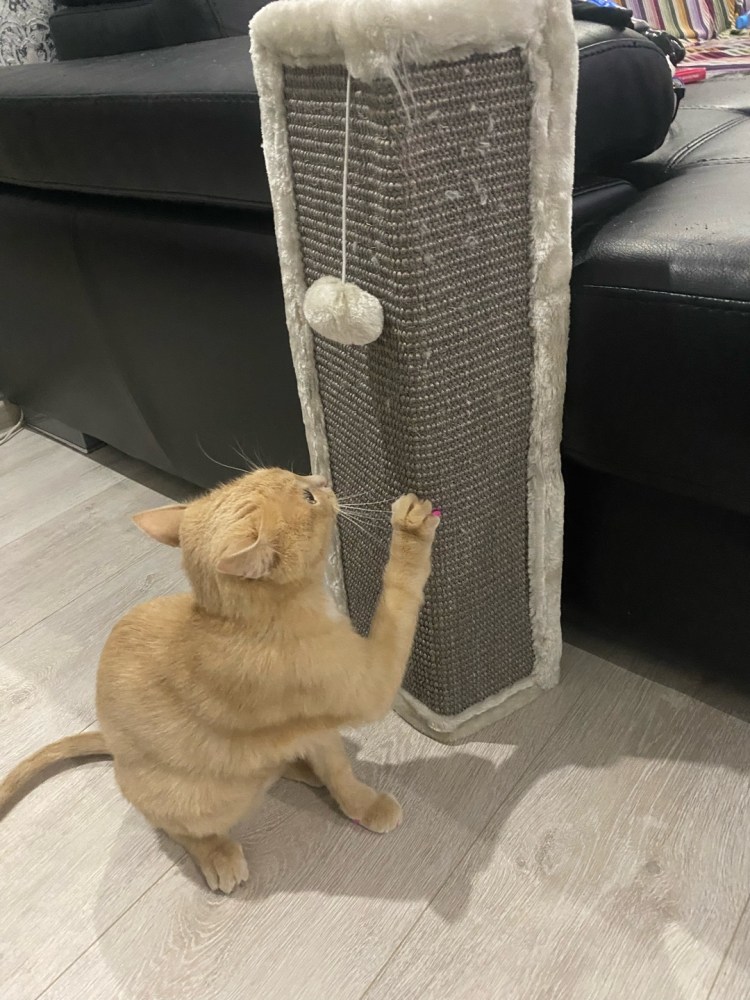 Когтеточка на подлокотник дивана