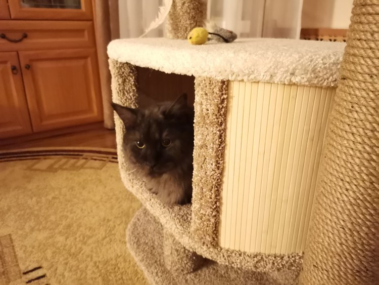 Когтеточка для кошек для мягкой мебели