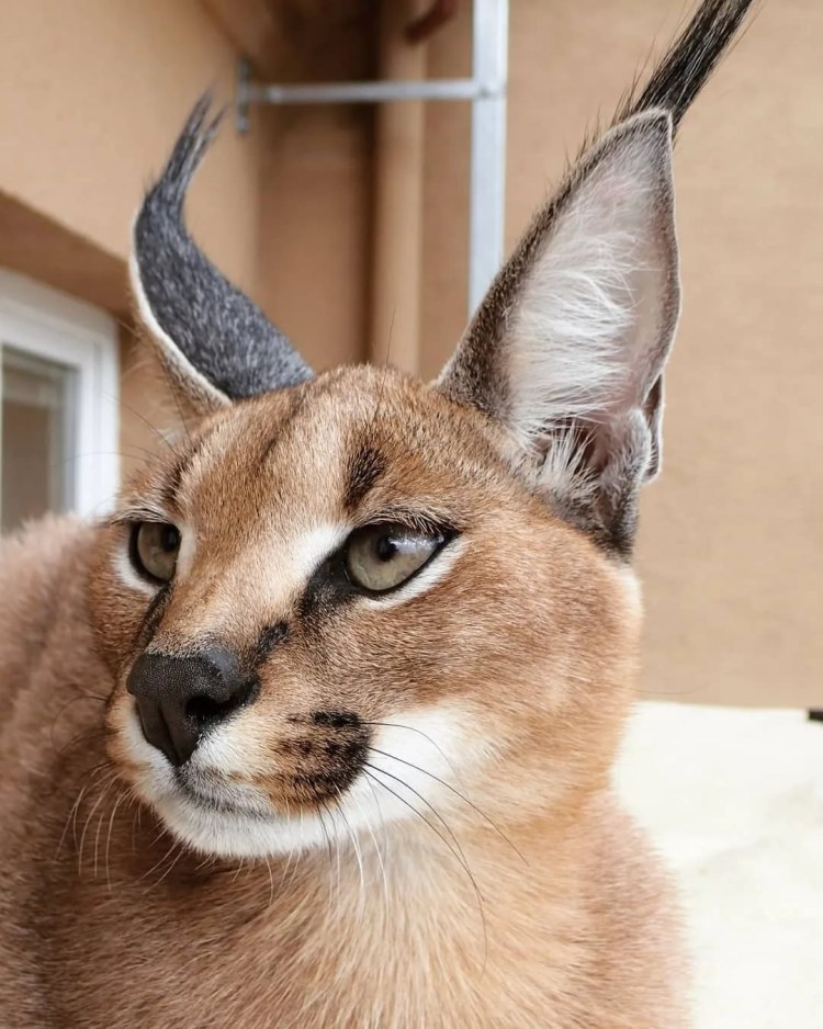 Щенки каракал порода