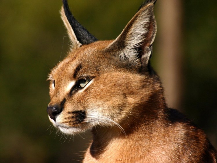 Домашняя Рысь каракал