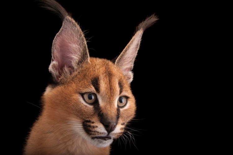 Каракал Нефертити